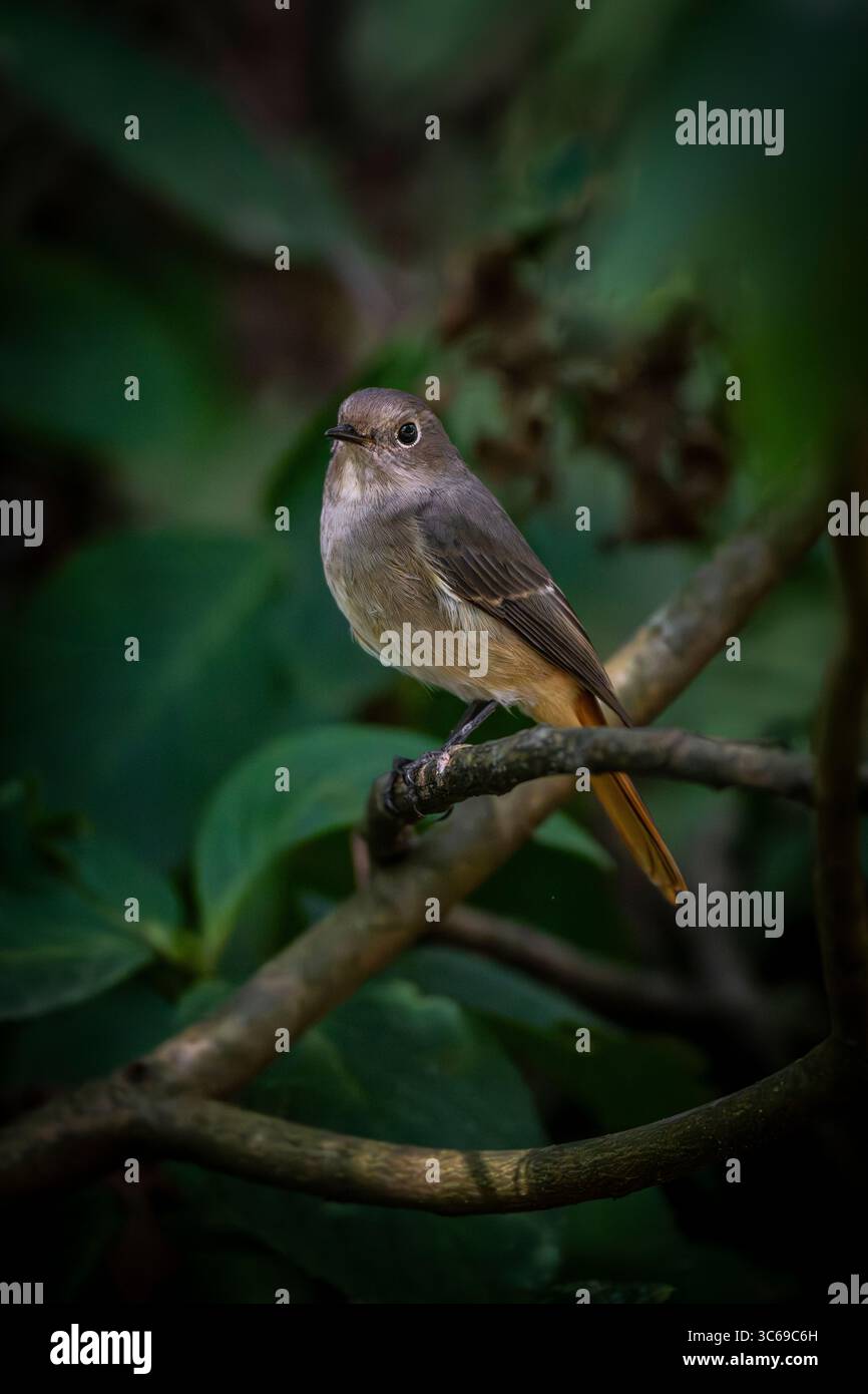 Redstart, Yuksom, Sikkim, India Foto Stock