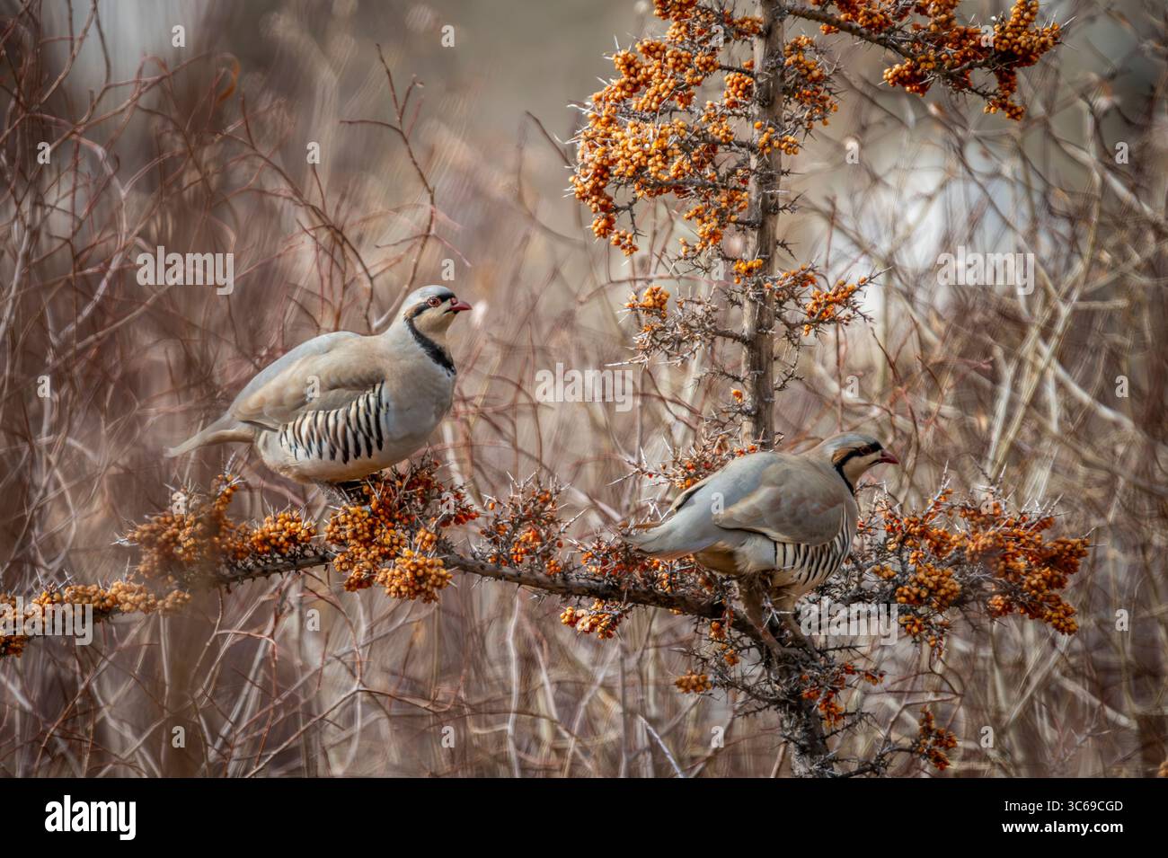 Chukar in un albero di spinoso marino, Ladakh, India Foto Stock