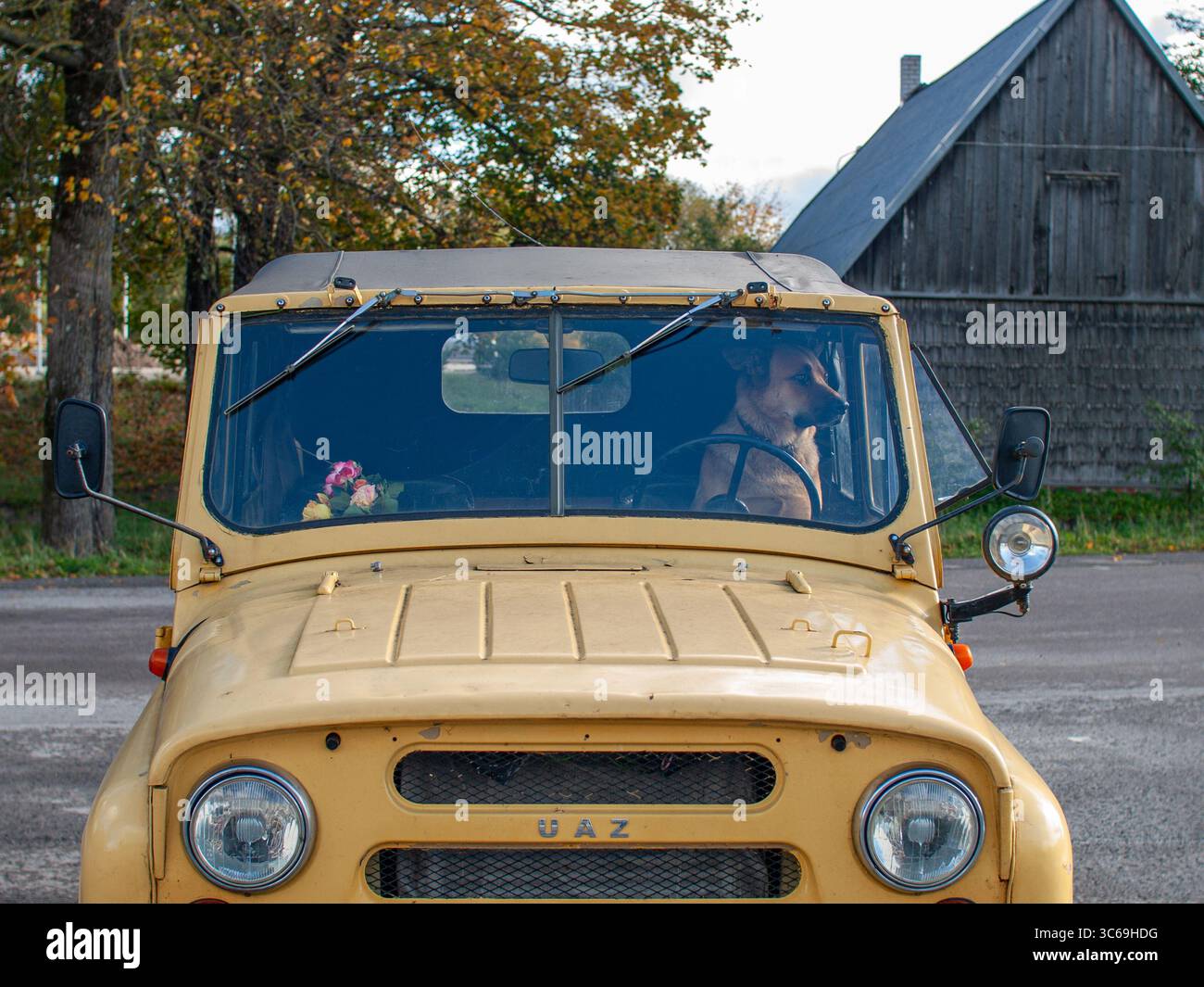 Un grande cane siede al posto di guida di una jeep sovietica UAZ dietro il volante, guardando verso l'esterno. Fotografato dall'esterno attraverso la finestra. Foto Stock