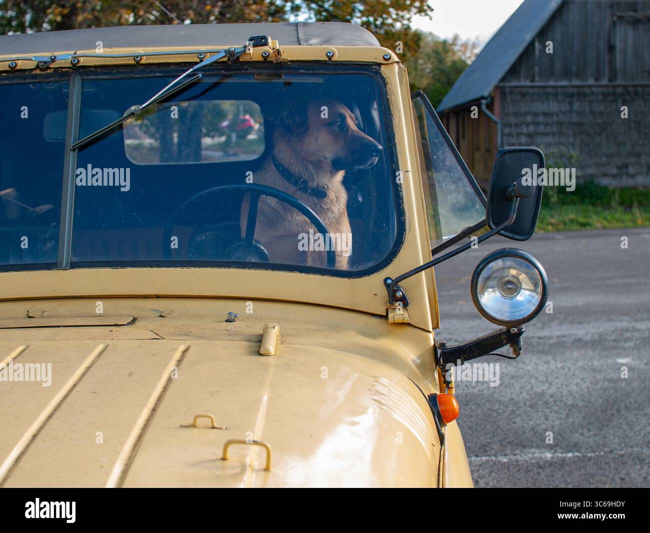 Un grande cane siede al posto di guida di una jeep sovietica UAZ dietro il volante, guardando verso l'esterno. Fotografato dall'esterno attraverso la finestra. Foto Stock