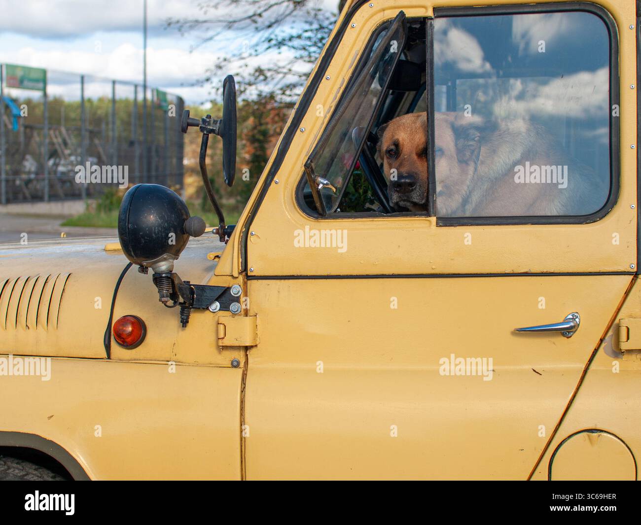 Un grande cane siede al posto di guida di una jeep sovietica UAZ dietro il volante, guardando verso l'esterno. Fotografato dall'esterno attraverso la finestra. Foto Stock