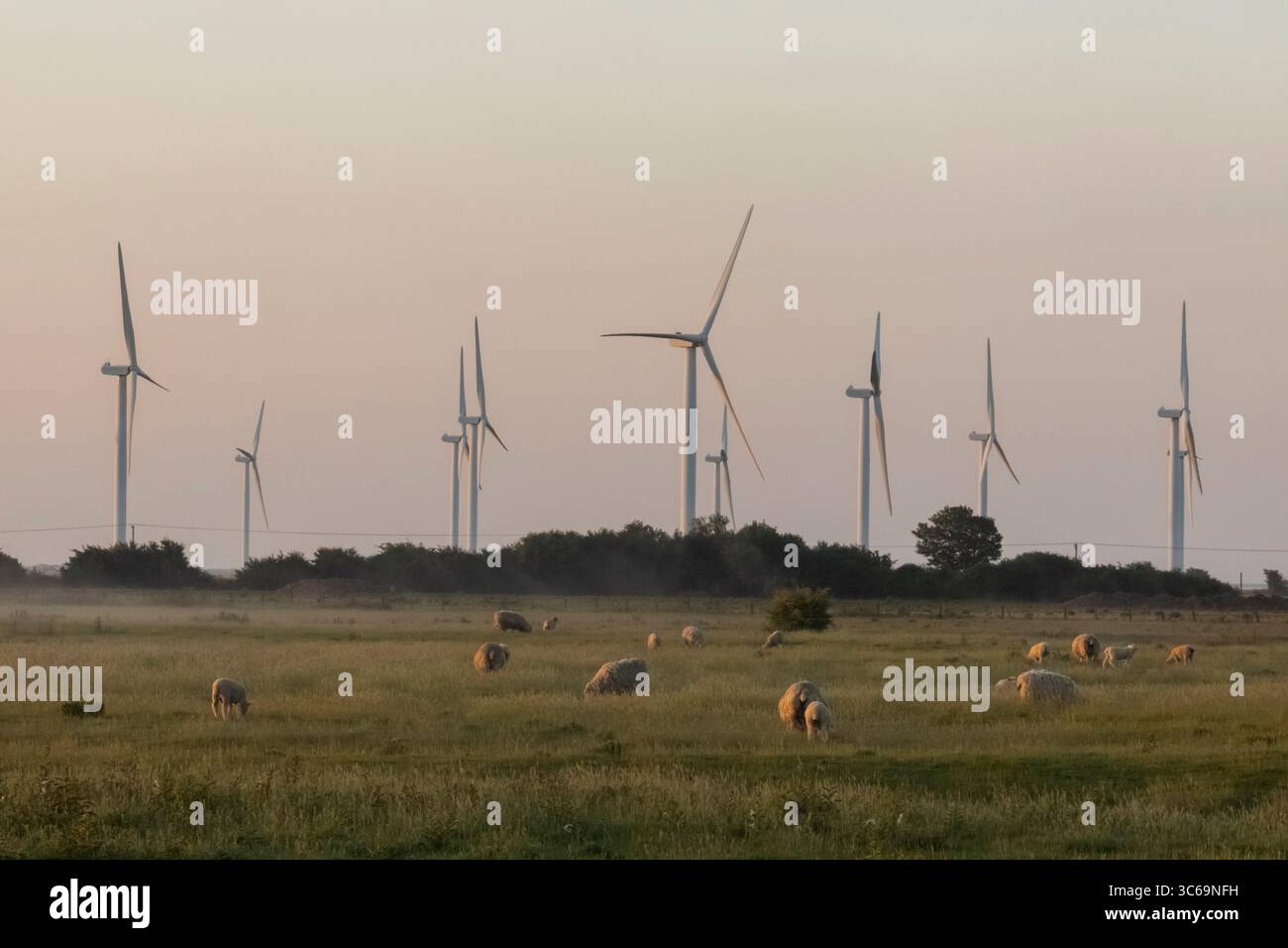 Inghilterra, Kent, Romney Marsh, Wind Turbines e Sheep in Field Foto Stock