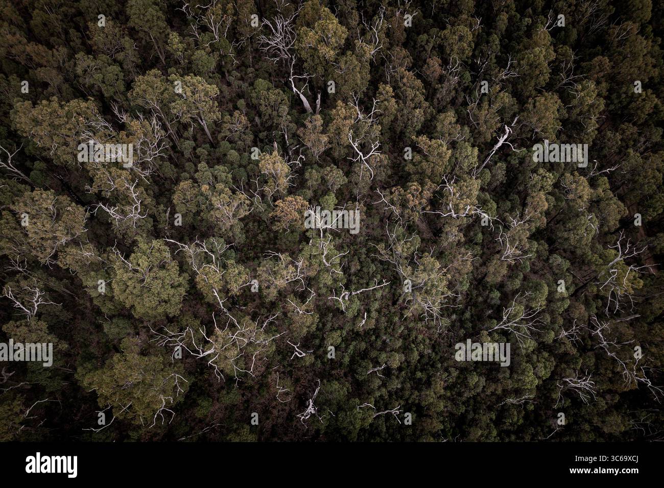 Veduta aerea della fitta foresta con un mix di fogliame verde scuro e bruschi rami bianchi che creano un motivo testurizzato dall'alto, Dwellingup, Australia Occidentale, Australia. Foto Stock