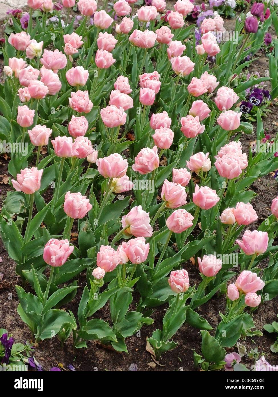 Una prospettiva aerea rivela un letto di fiori dai colori vivaci, traboccante di tulipani in piena fioritura. I colori vivaci e i motivi intricati offrono un Foto Stock