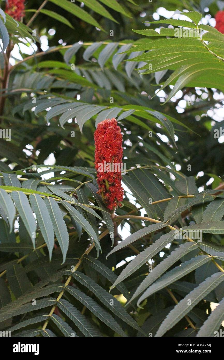 Fiore rosso a forma di cono di Rhus typhina (staghorn sumac) tra grandi foglie verdi. Foto botanica da vicino scattata in estate. Utile per l'istruzione, ed Foto Stock