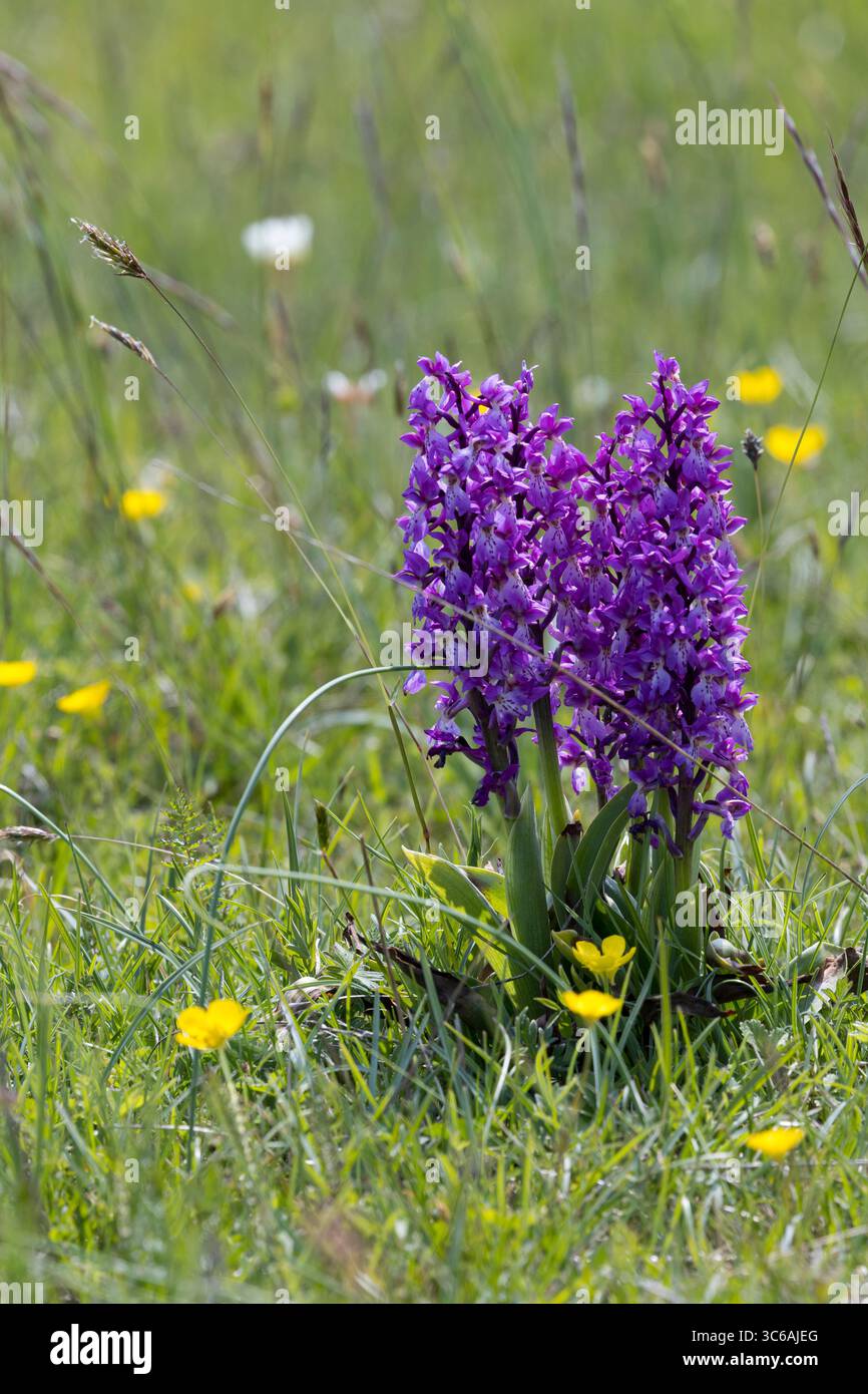 Stattliches Knabenkraut, Männliches Knabenkraut, Manns-Knabenkraut, Mannsknabenkraut, Kuckucks-Knabenkraut, Knabenkraut, Orchis mascula, viola precoce Foto Stock