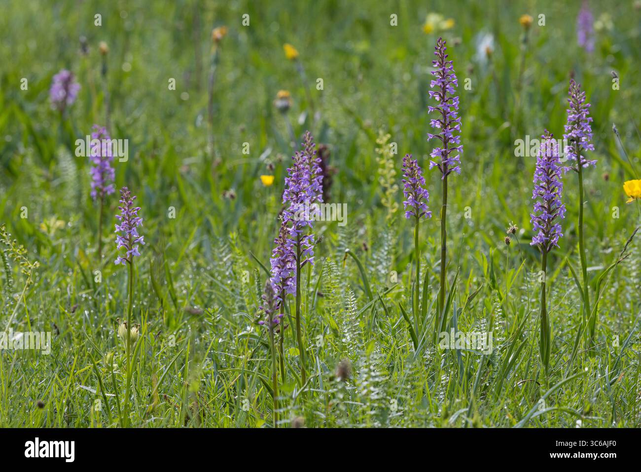 Gewöhnliche Mücken-Händelwurz, Mücken-Händelwurz, Mückenhändelwurz, Langsporn-Händelwurz, Fliegen-Händelwurz, Große Händelwurz, Gymnadenia conopsea, F Foto Stock