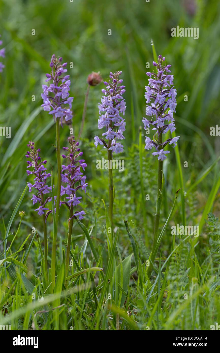Gewöhnliche Mücken-Händelwurz, Mücken-Händelwurz, Mückenhändelwurz, Langsporn-Händelwurz, Fliegen-Händelwurz, Große Händelwurz, Gymnadenia conopsea, F Foto Stock