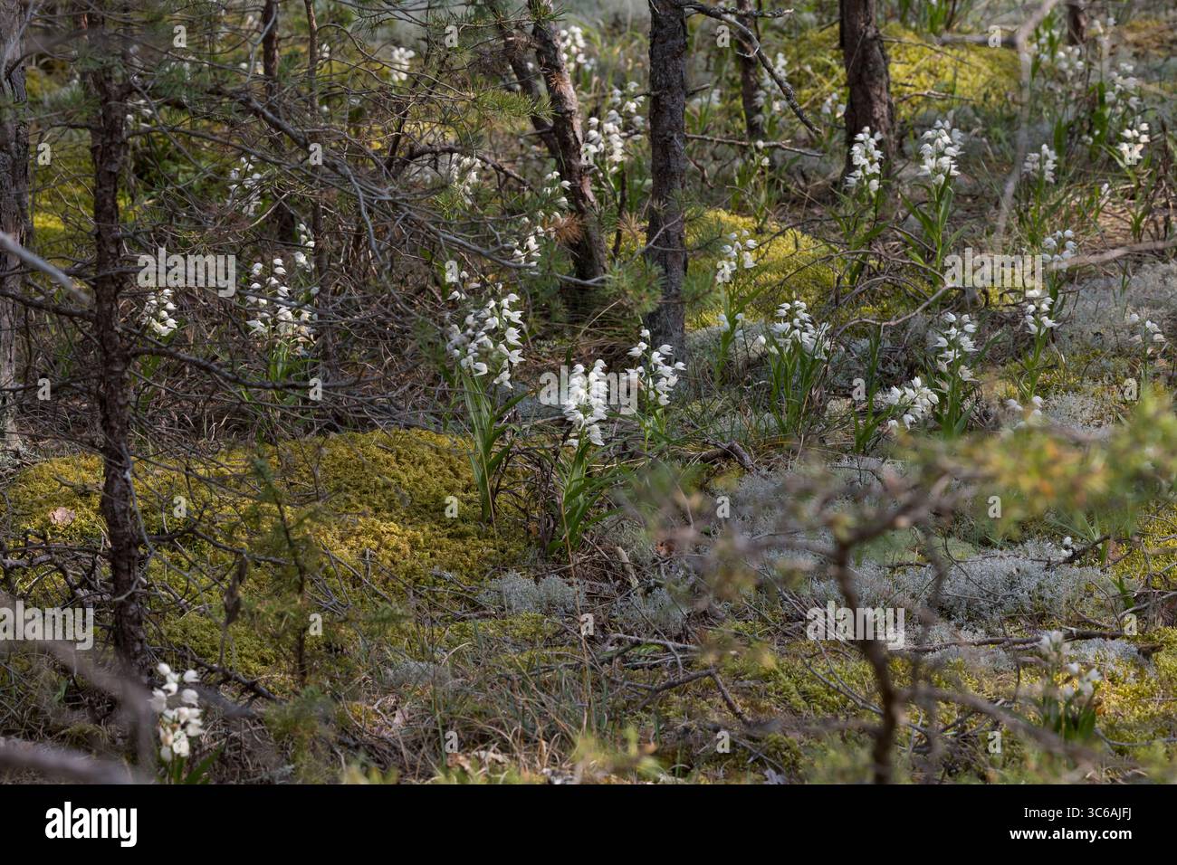 Langblättriges Waldvöglein, Schwertblättriges Waldvöglein, Cephalanthera longifolia, elleborina a foglia stretta, elleborina a foglia di spada, a lunga durata Foto Stock