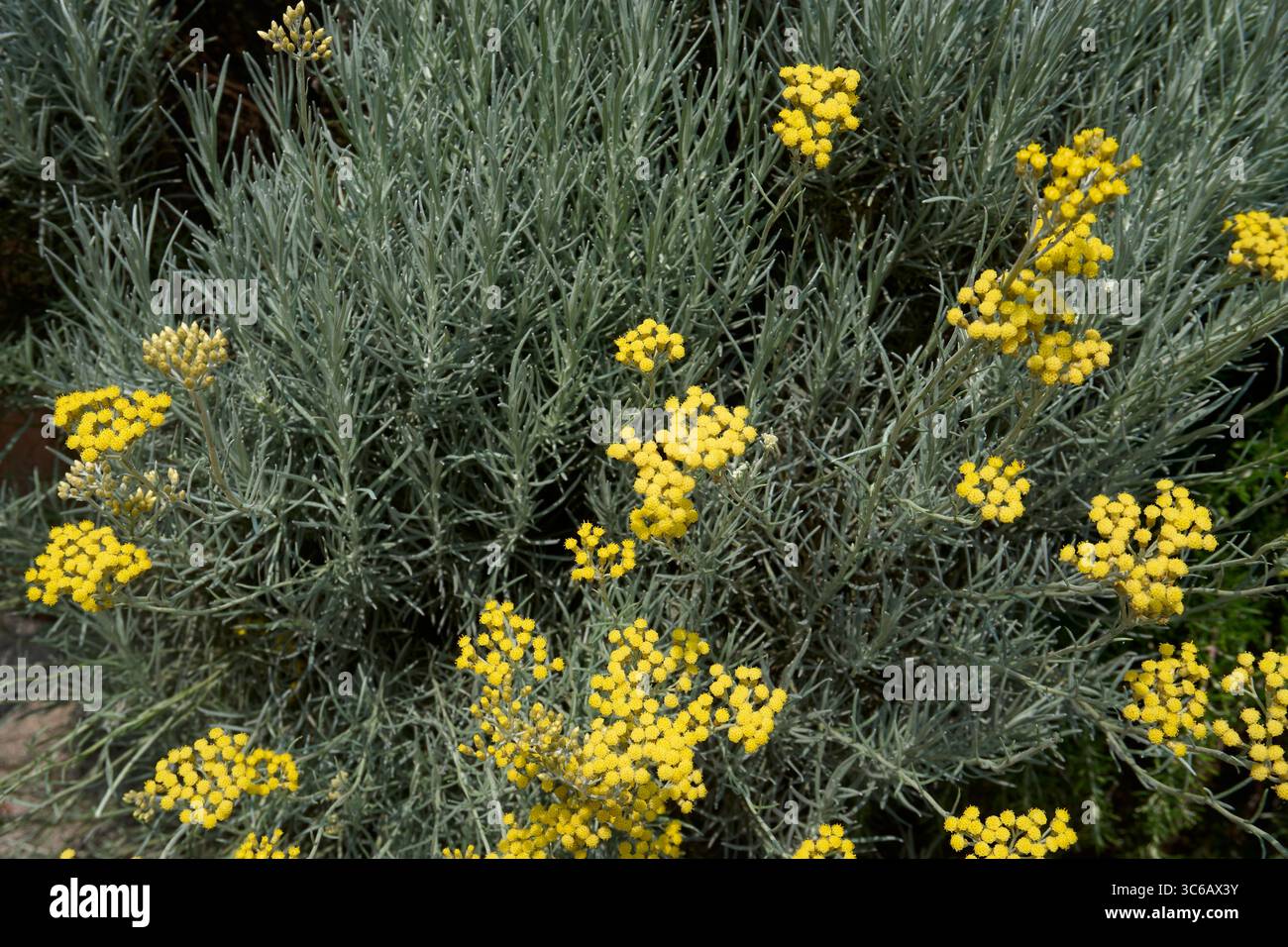 Helichrysum italicum inflorescenza gialla Foto Stock