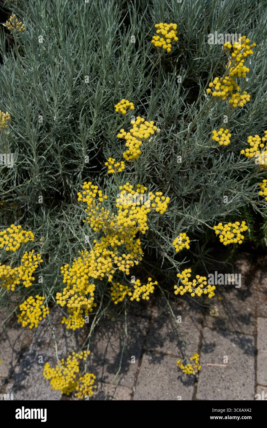 Helichrysum italicum inflorescenza gialla Foto Stock