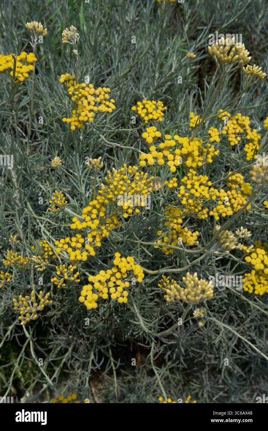 Helichrysum italicum inflorescenza gialla Foto Stock
