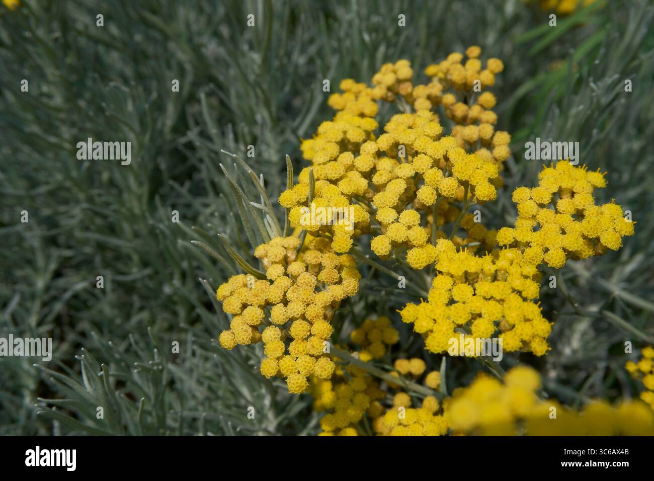 Helichrysum italicum inflorescenza gialla Foto Stock