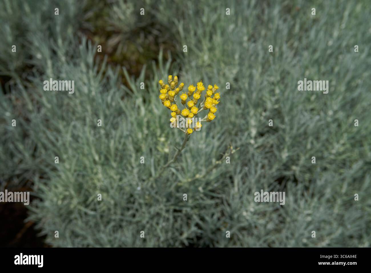 Helichrysum italicum inflorescenza gialla Foto Stock