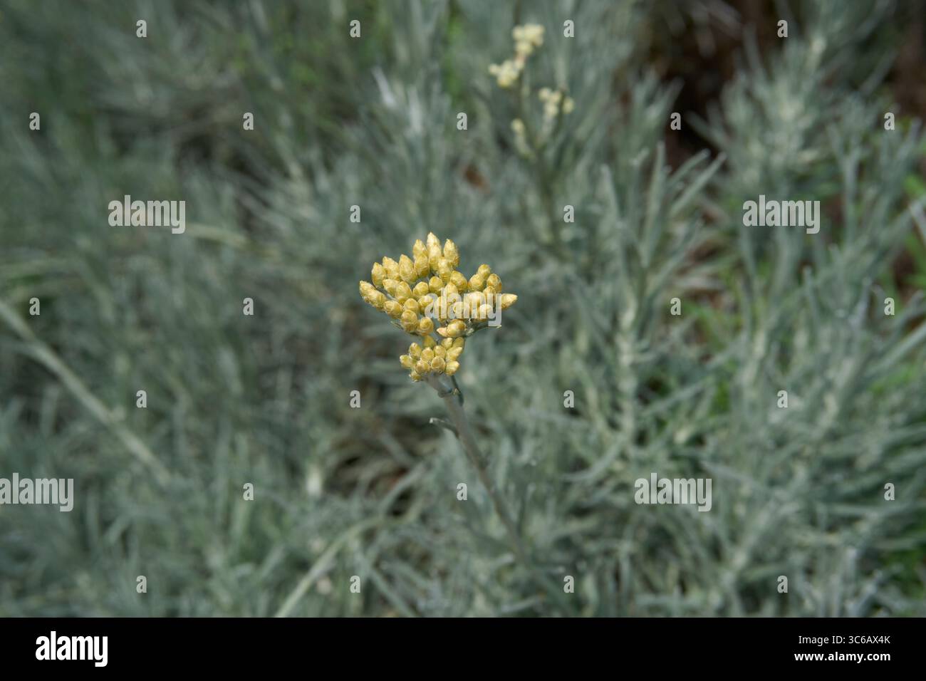 Helichrysum italicum inflorescenza gialla Foto Stock