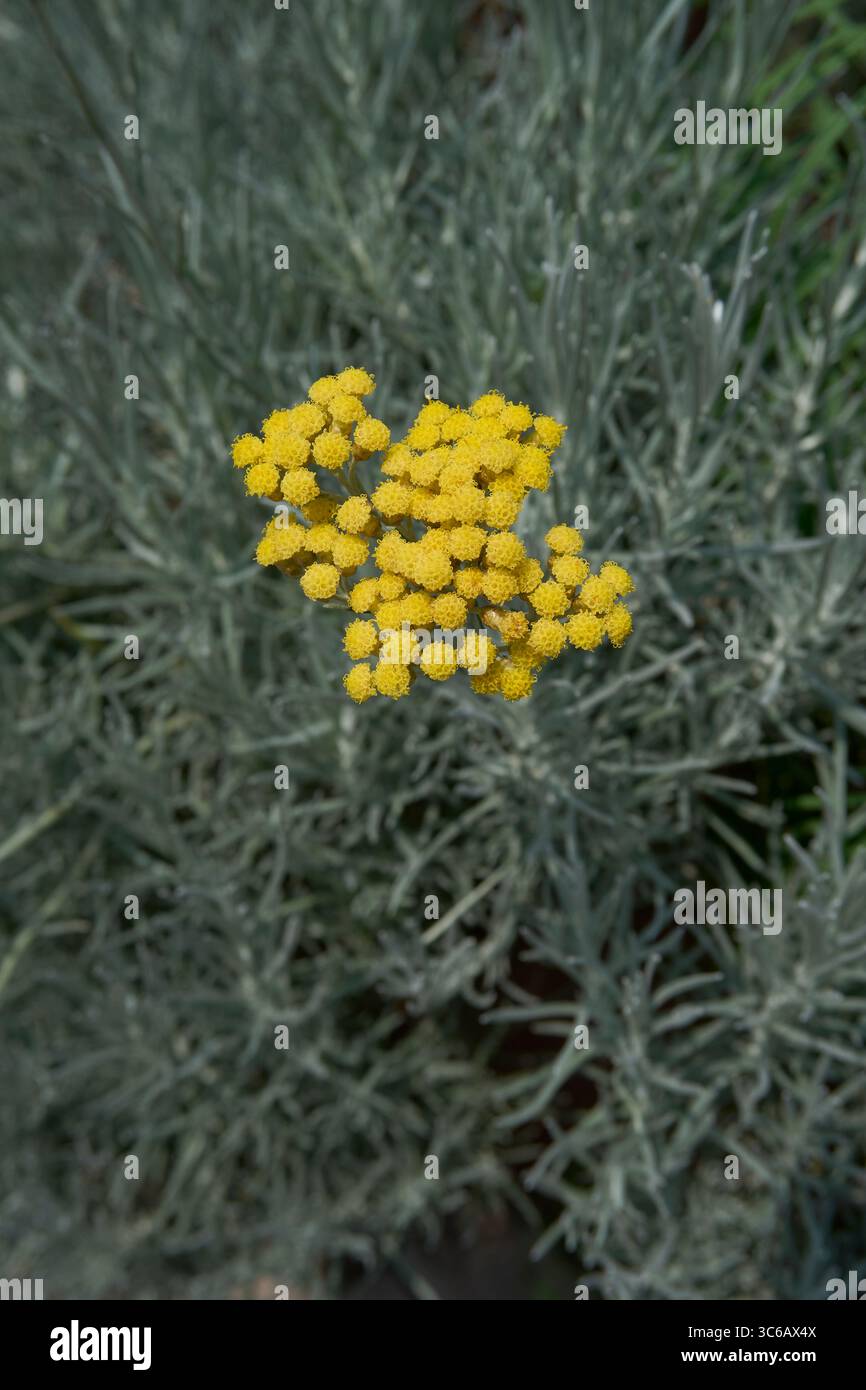 Helichrysum italicum inflorescenza gialla Foto Stock