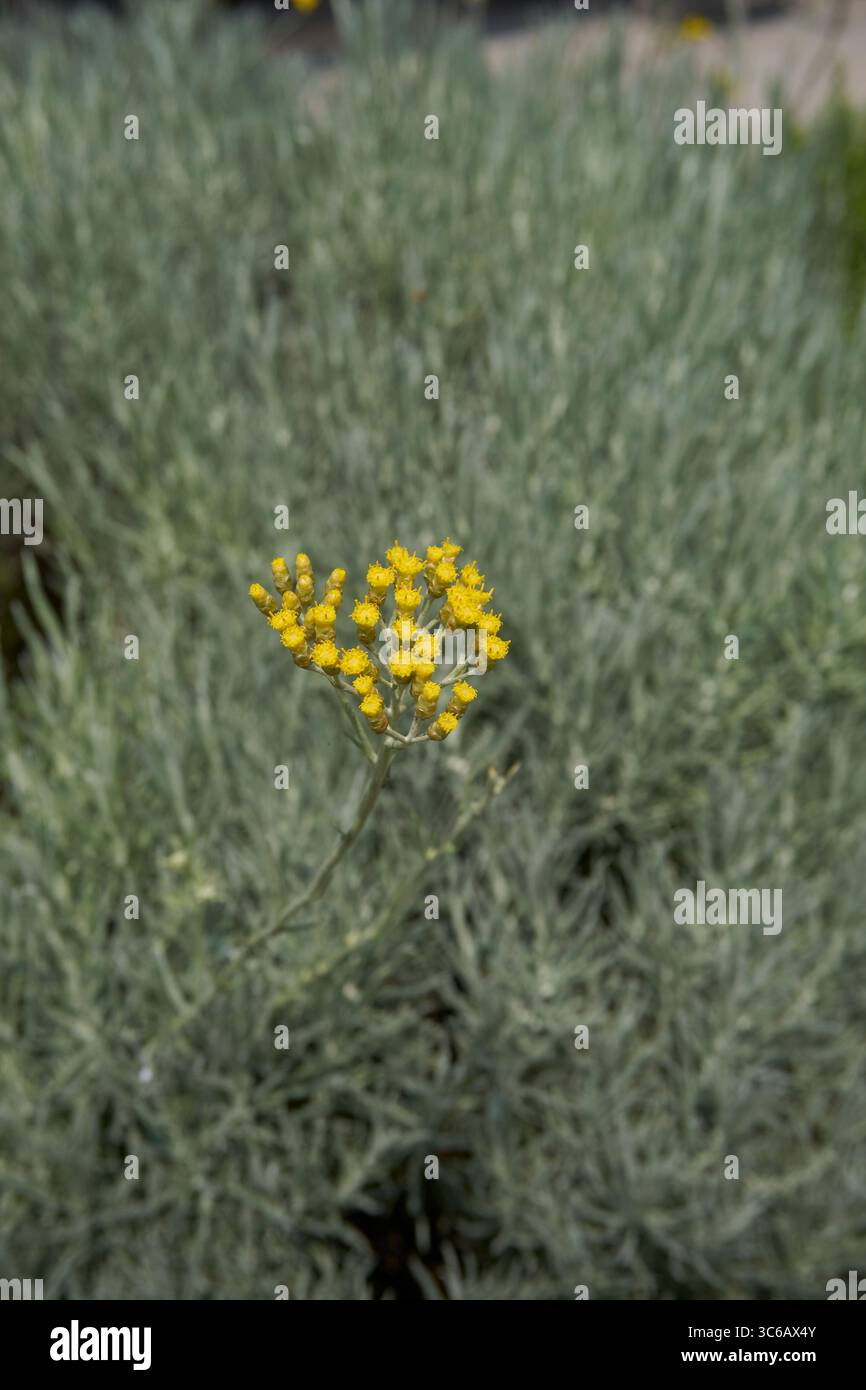 Helichrysum italicum inflorescenza gialla Foto Stock