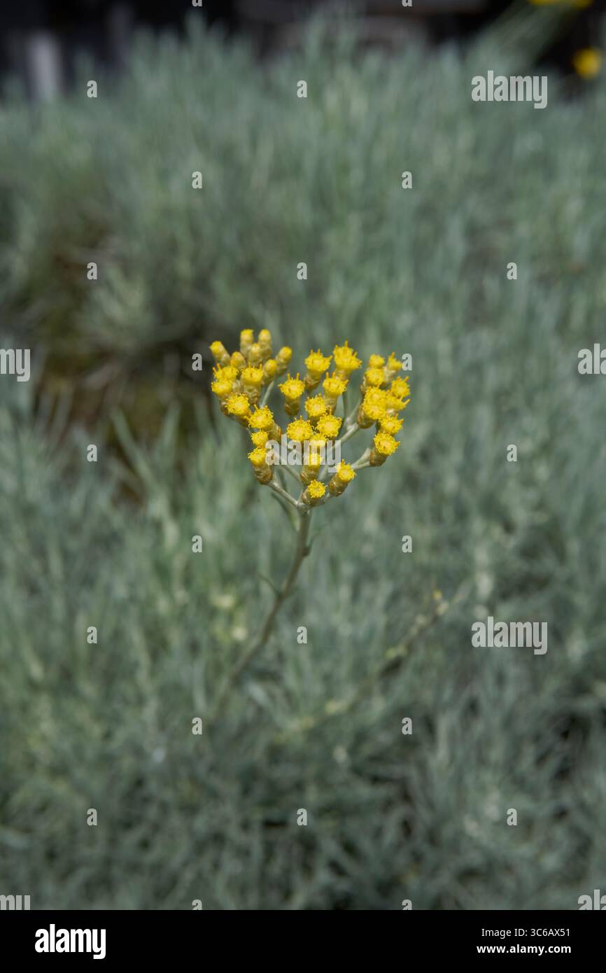 Helichrysum italicum inflorescenza gialla Foto Stock