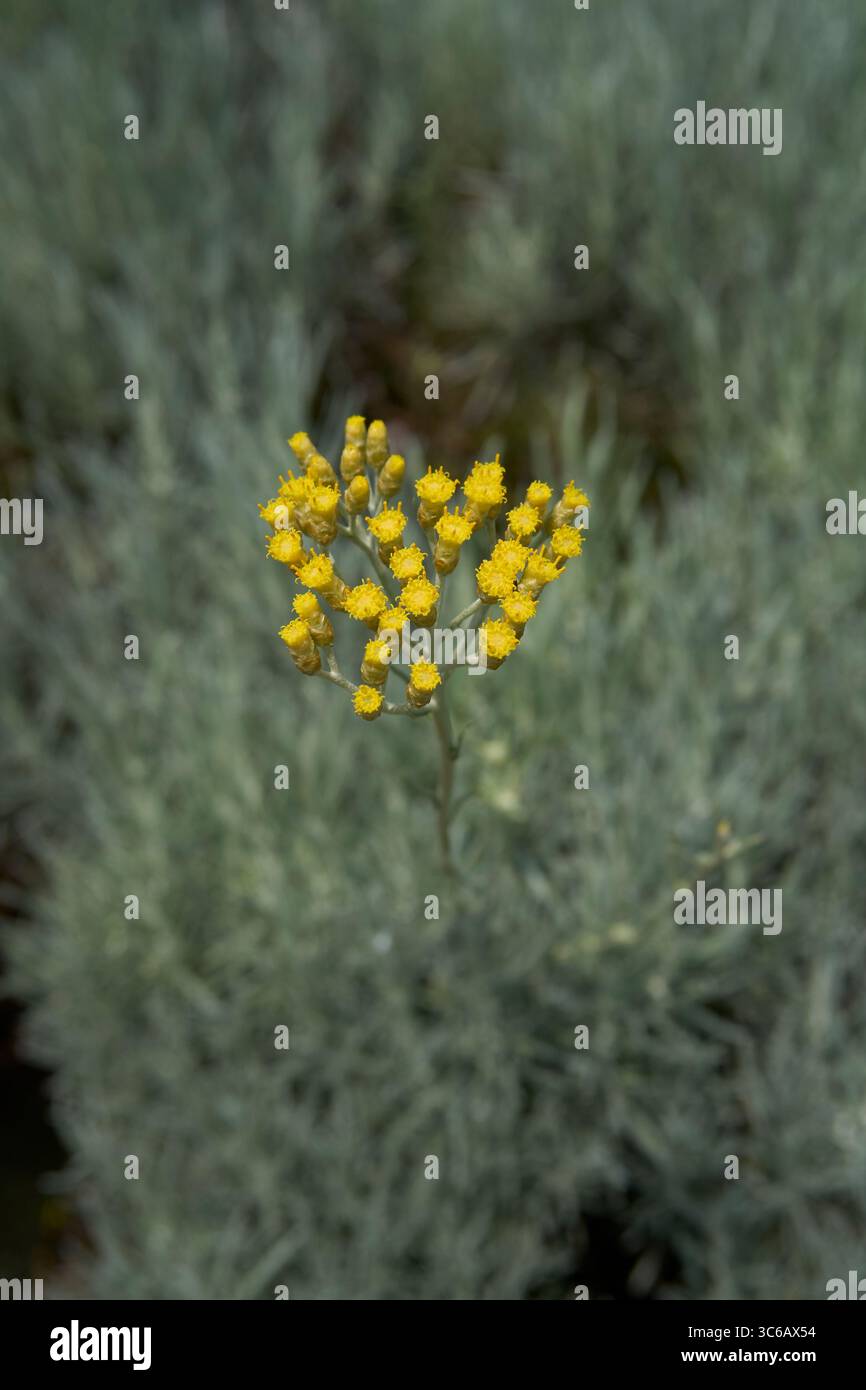 Helichrysum italicum inflorescenza gialla Foto Stock