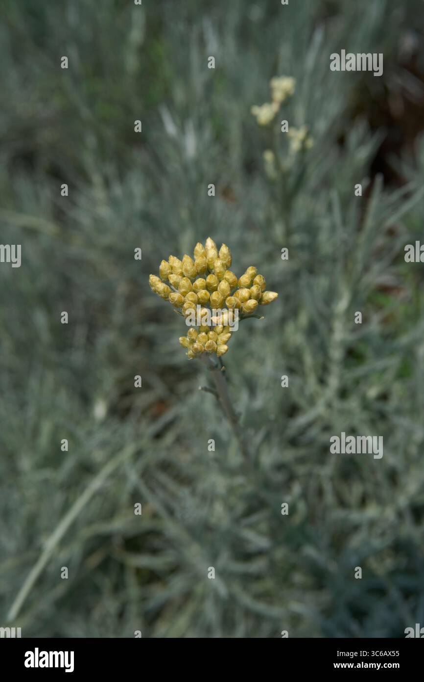 Helichrysum italicum inflorescenza gialla Foto Stock