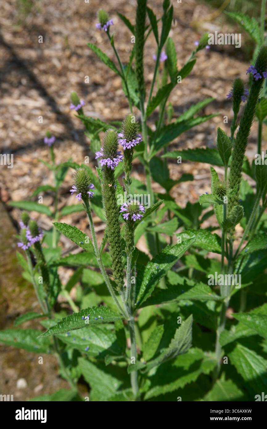 Verbena macdougalli in fiore Foto Stock