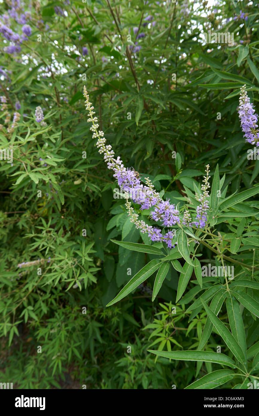 lilla e fiori bianchi di arbusto Vitex agnus-castus Foto Stock