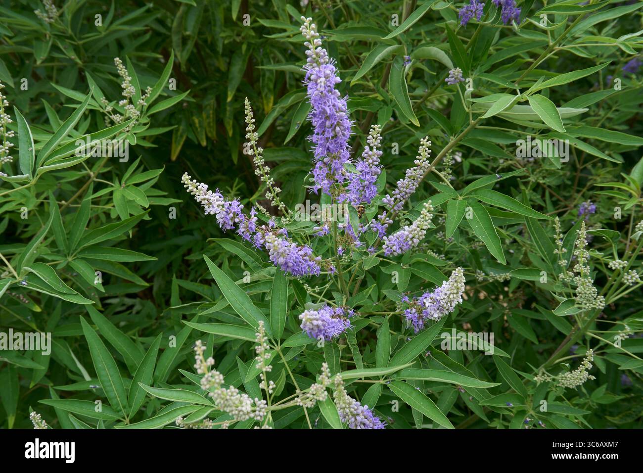 lilla e fiori bianchi di arbusto Vitex agnus-castus Foto Stock