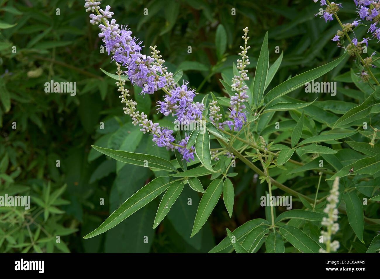 lilla e fiori bianchi di arbusto Vitex agnus-castus Foto Stock