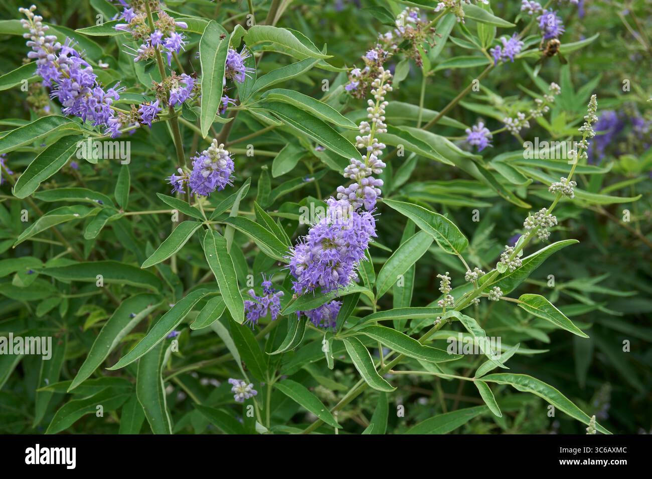 lilla e fiori bianchi di arbusto Vitex agnus-castus Foto Stock