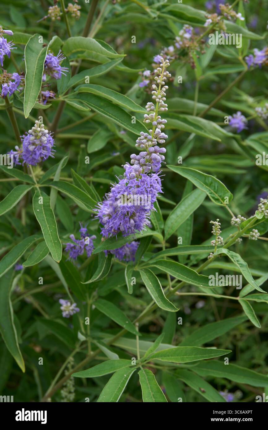 lilla e fiori bianchi di arbusto Vitex agnus-castus Foto Stock