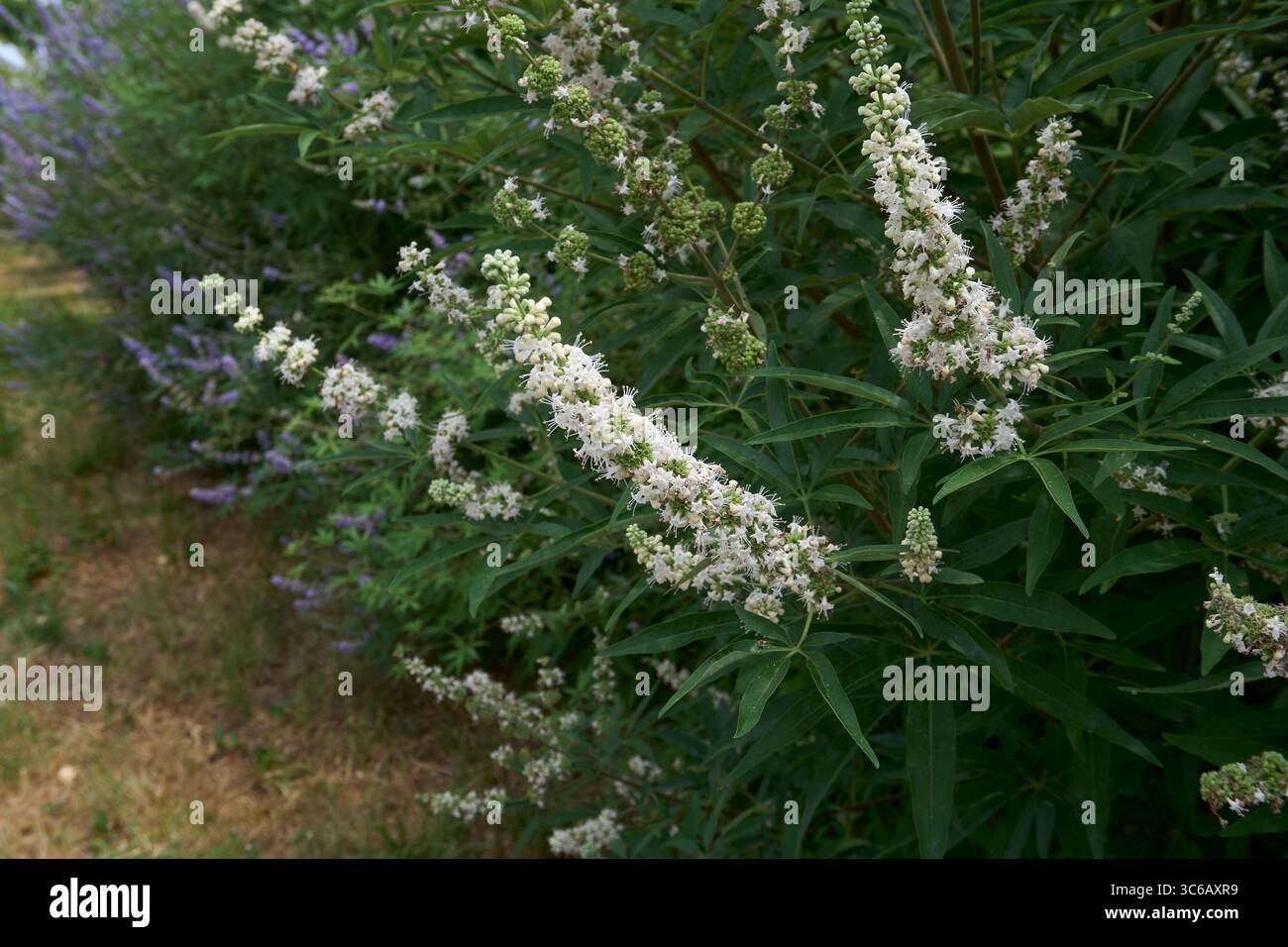 lilla e fiori bianchi di arbusto Vitex agnus-castus Foto Stock