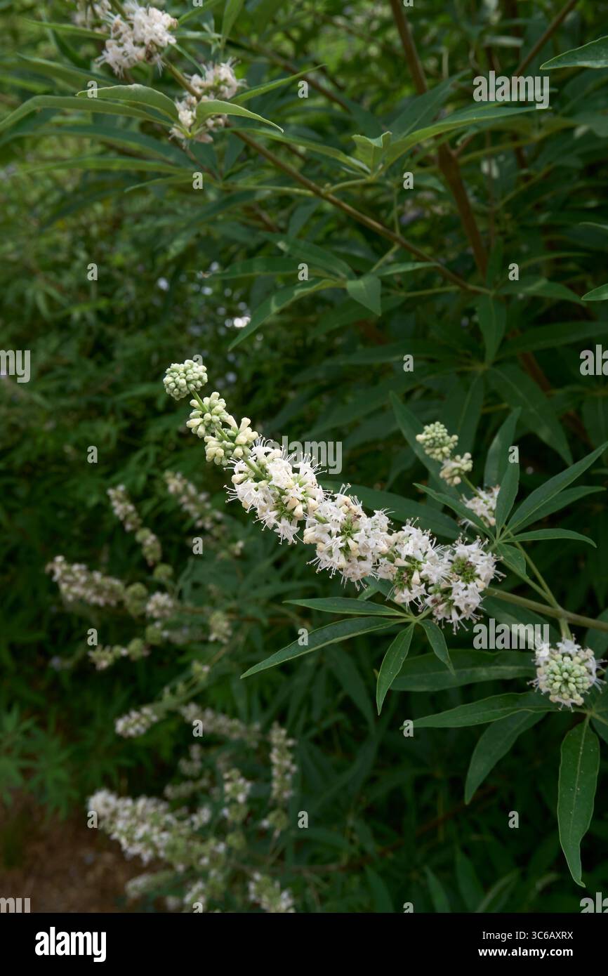 lilla e fiori bianchi di arbusto Vitex agnus-castus Foto Stock