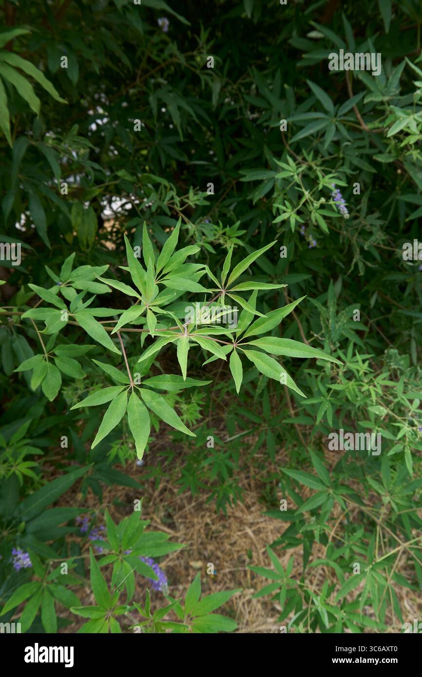 lilla e fiori bianchi di arbusto Vitex agnus-castus Foto Stock