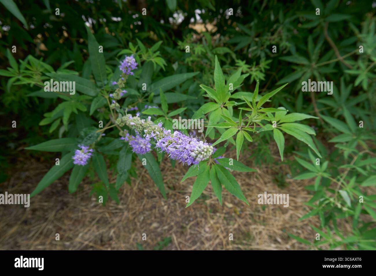 lilla e fiori bianchi di arbusto Vitex agnus-castus Foto Stock