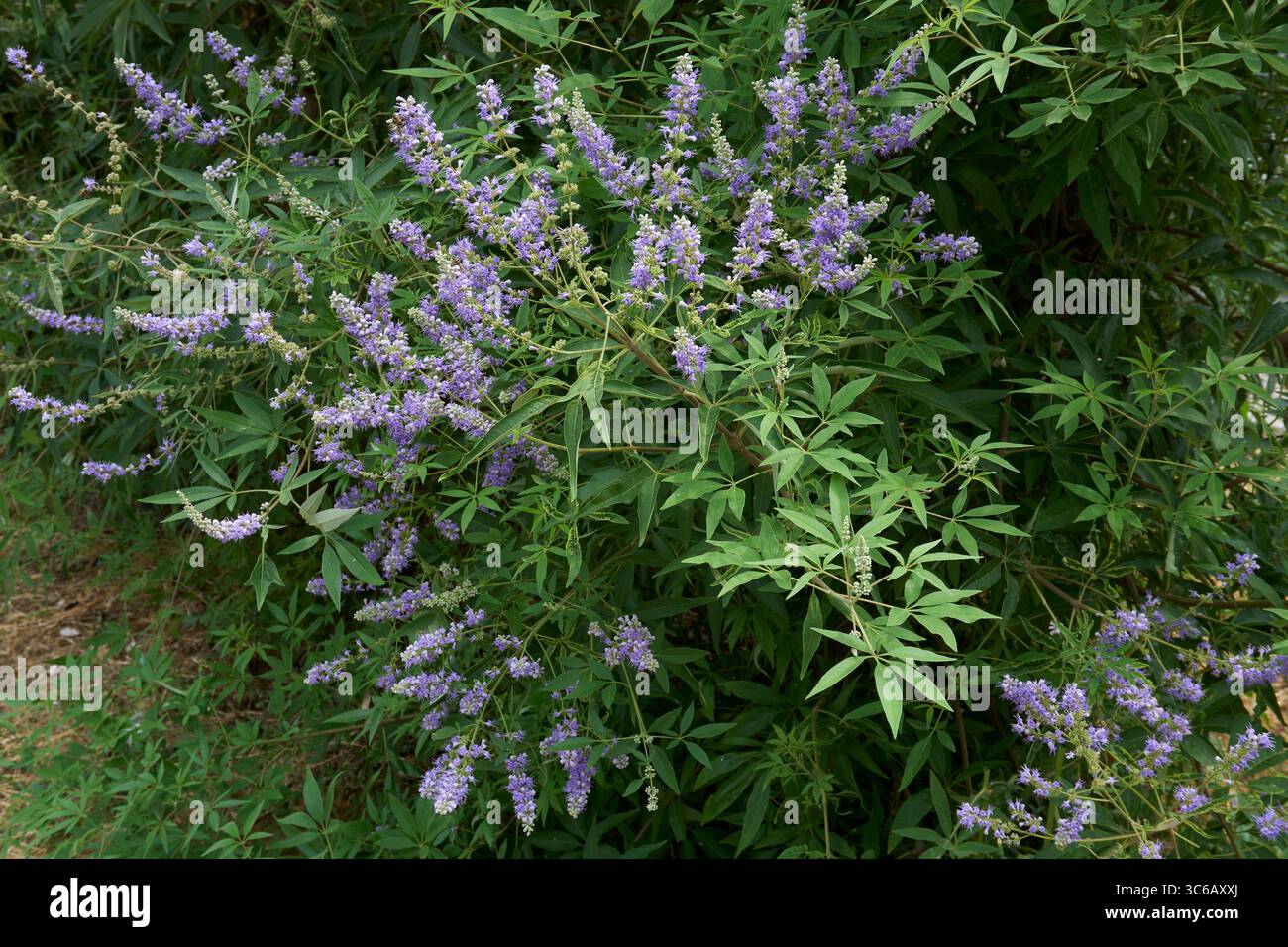lilla e fiori bianchi di arbusto Vitex agnus-castus Foto Stock