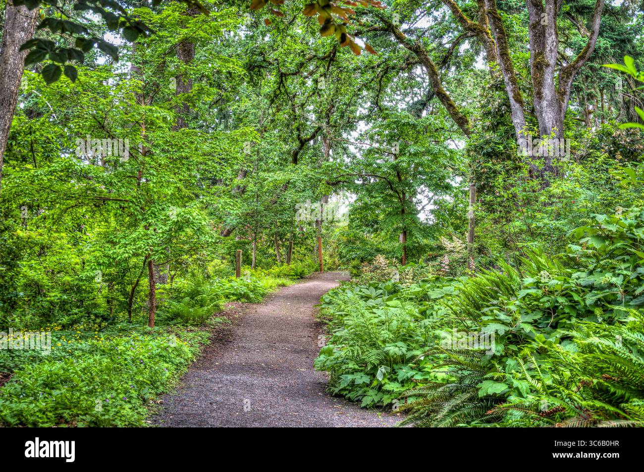 Hendricks Park Native Garden Pathway a Euguene, Oregon Foto Stock