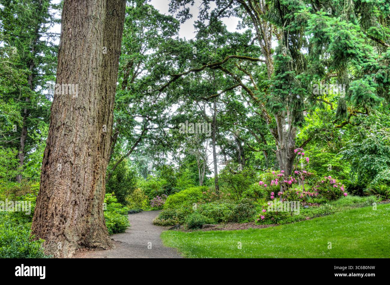 Hendricks Park Native Garden Pathway a Euguene, Oregon Foto Stock