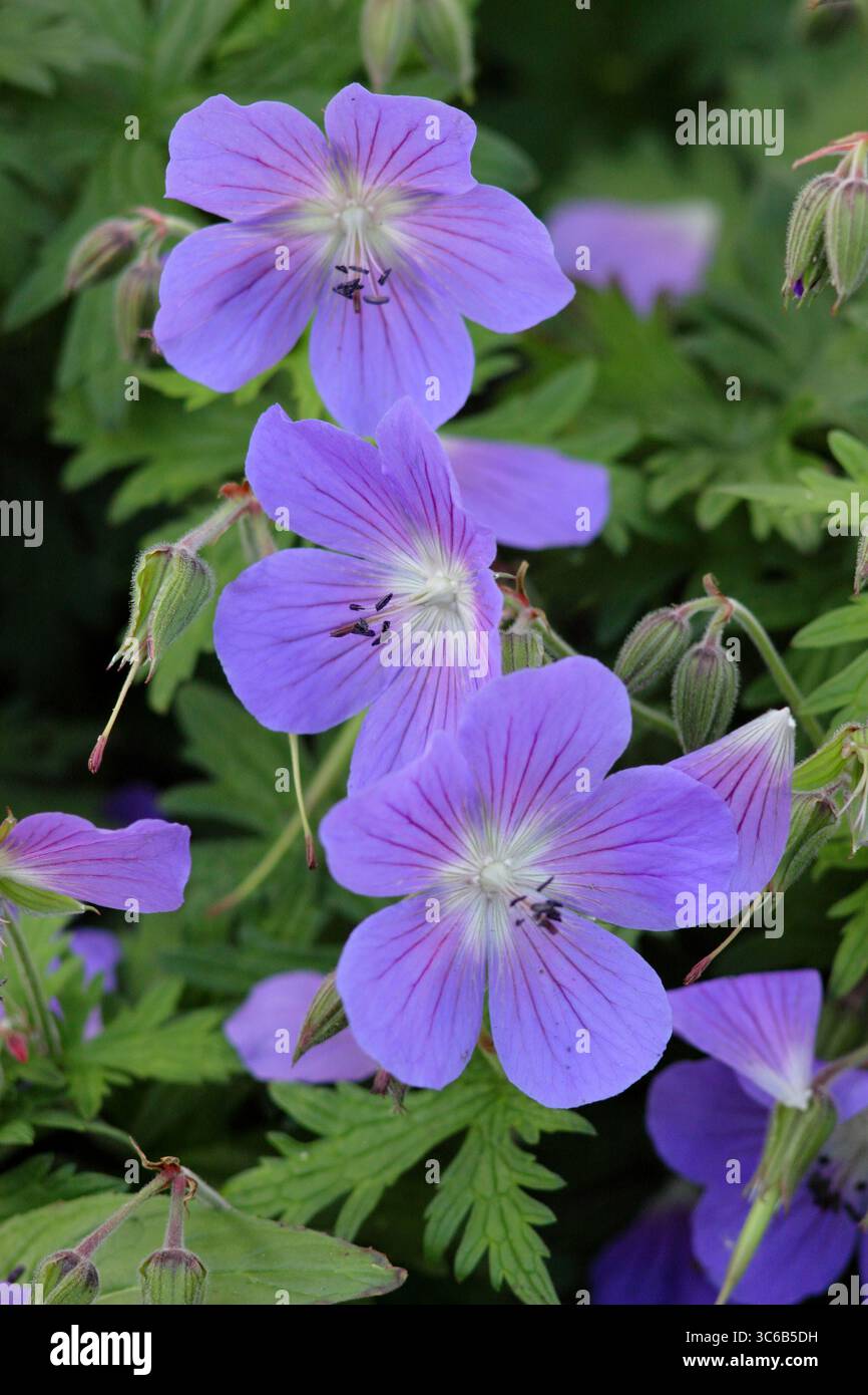 Geranium Johnson's Blue. Fiori blu lavanda di Geranium x johnsonii "Johnson's Blue", un geranio di gru, in un confine floreale di giugno. REGNO UNITO. MODULO GAS ANESTETICI Foto Stock