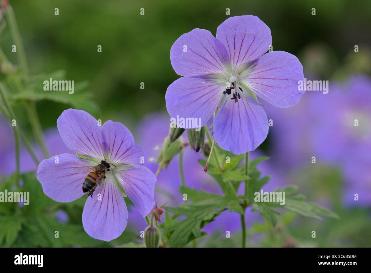 Geranium Johnson's Blue. Fiori blu lavanda di Geranium x johnsonii "Johnson's Blue", un geranio di gru, in un confine fiorito di giugno. REGNO UNITO. MODULO GAS ANESTETICI Foto Stock
