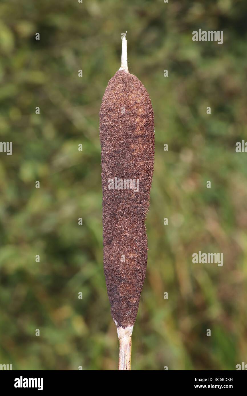 Comune di giunco (Typha latifolia) Foto Stock