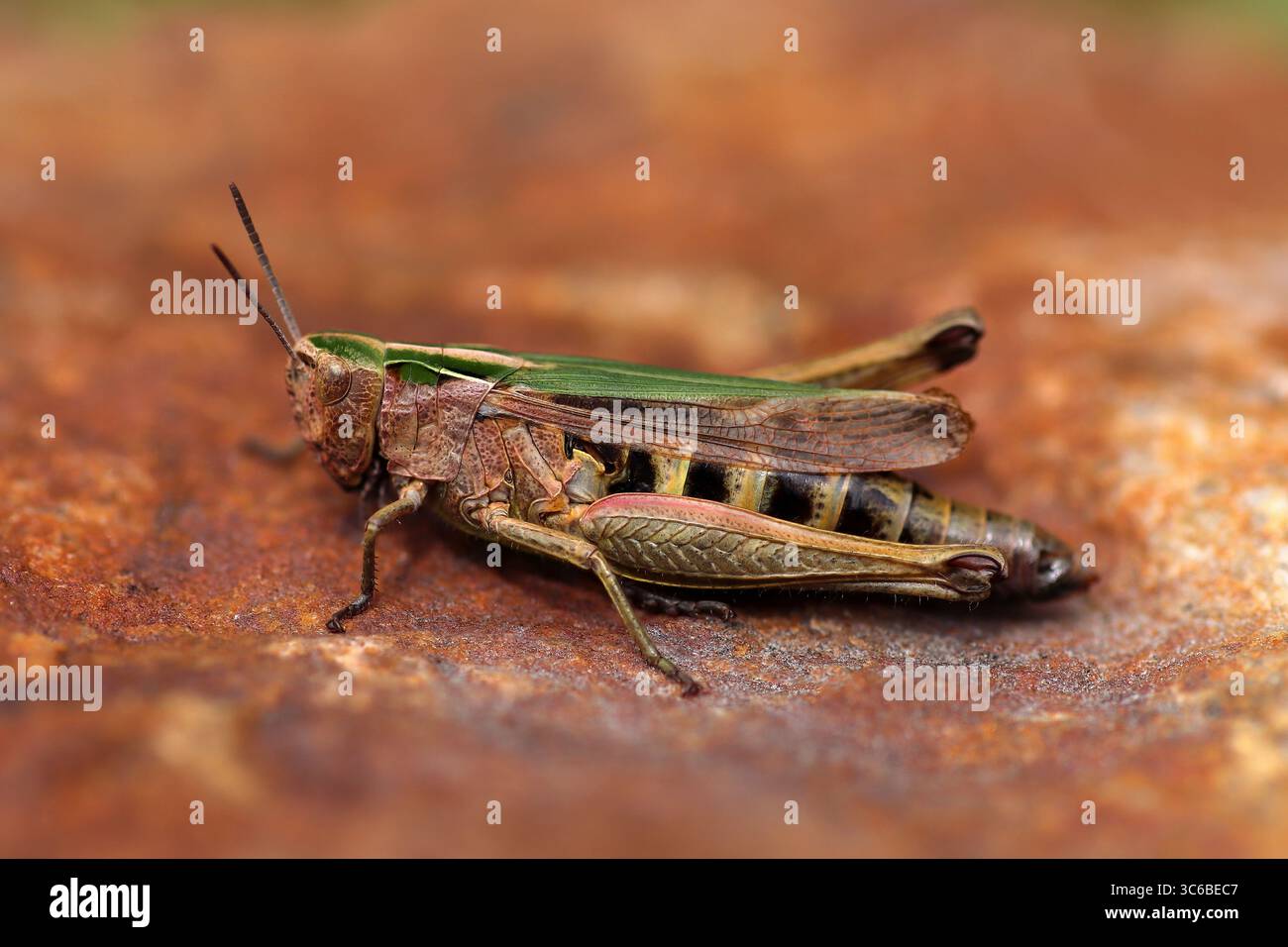 Verde comune Grasshopper - Omocestus viridulus Foto Stock