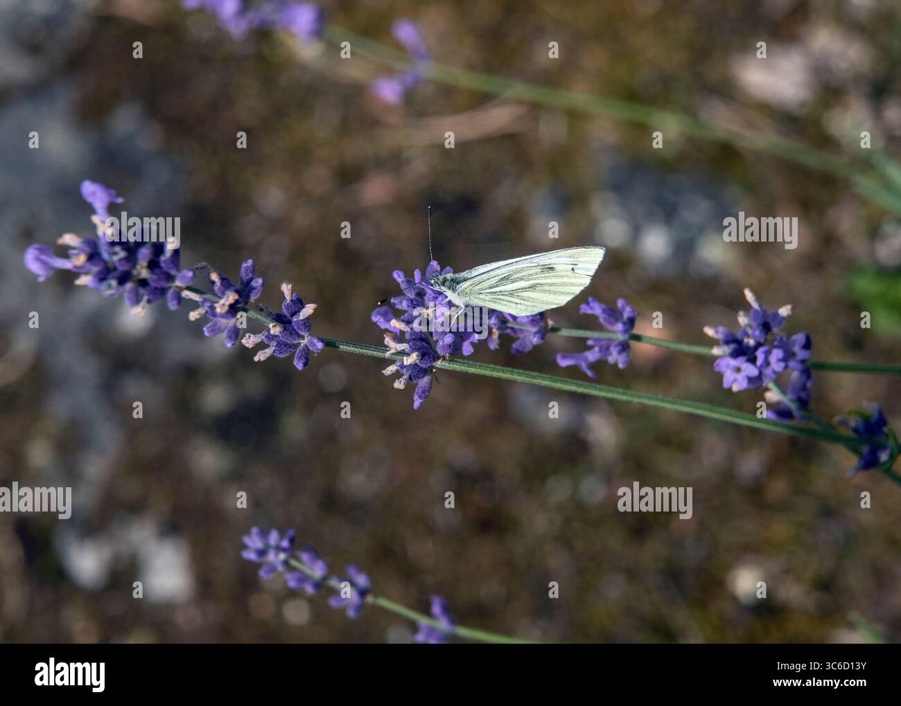 a-large-white-butterfly-pieris-brassicae-feed-on-a-lavanda Foto Stock
