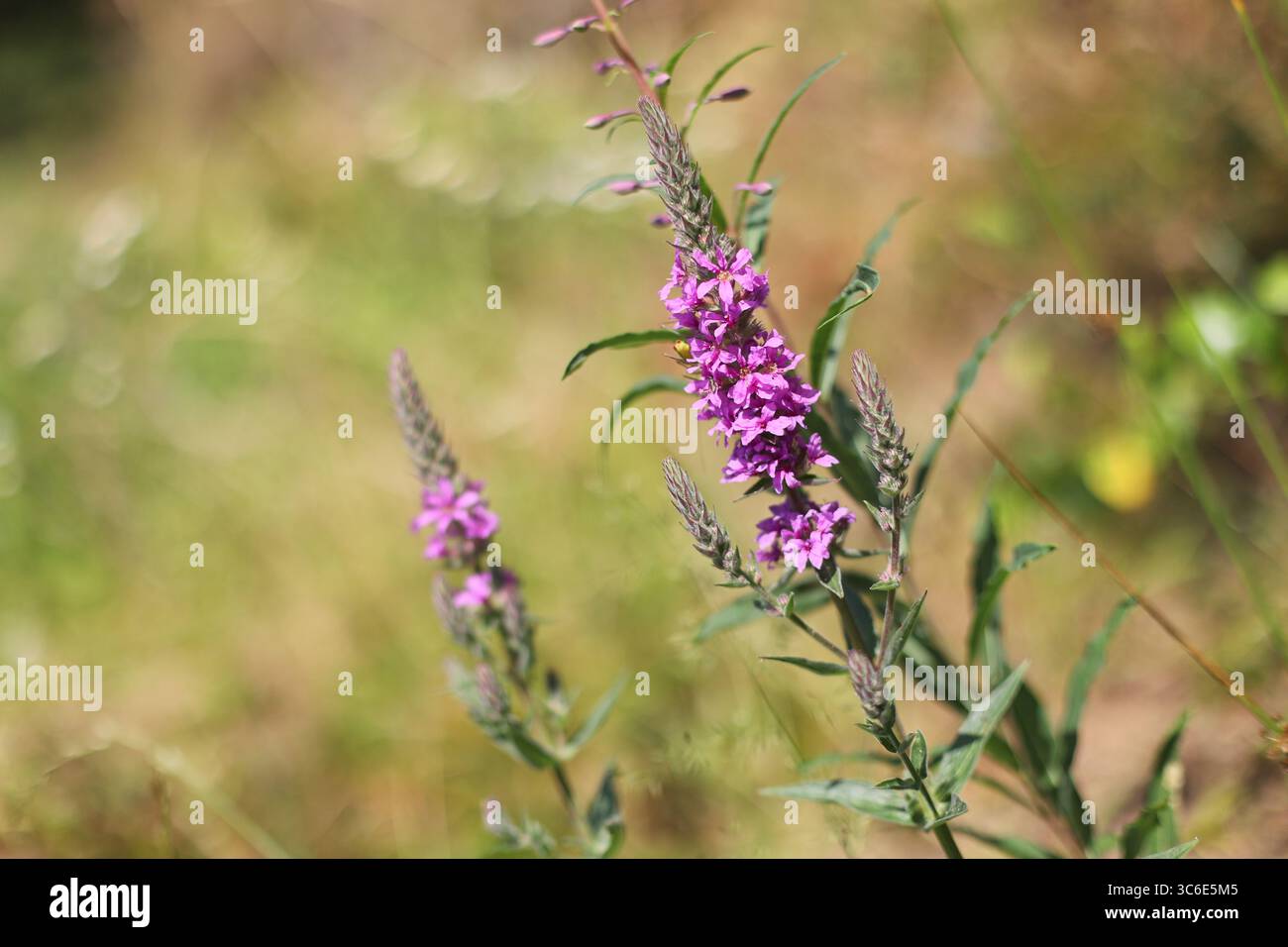 Primo piano di piante di alghe da fuoco (Epilobium angustifolium) Foto Stock