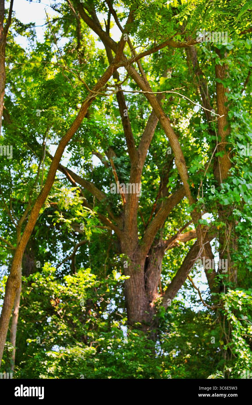 Porta degli alberi Foto Stock