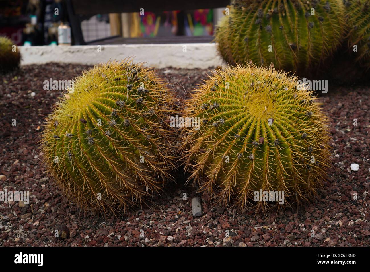 Cactus a botte dorate nel suolo vulcanico: Primo piano di piante desertiche con spine gialle affilate nell'arido paesaggio di Tenerife Foto Stock