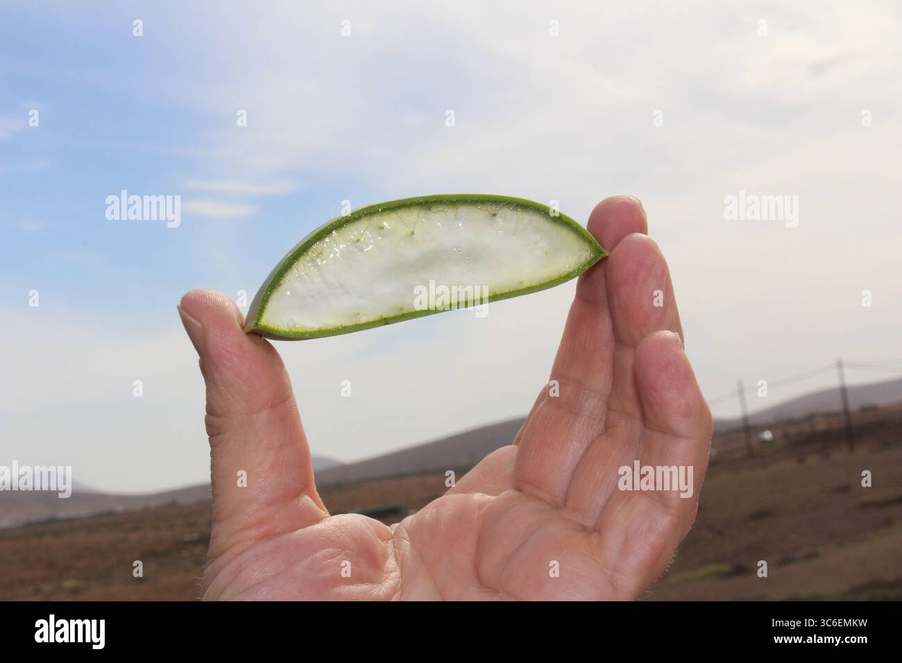 Una mano che regge una foglia di Aloe vera tagliata con gel visibile, paesaggio di Fuerteventura sfocato sullo sfondo. Foto Stock