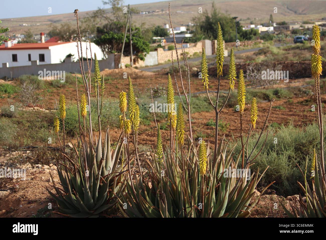 La fioritura dell'Aloe vera si estende in un paesaggio rurale di Fuerteventura con una casa tradizionale a Llanos de la Concepción sullo sfondo. Foto Stock