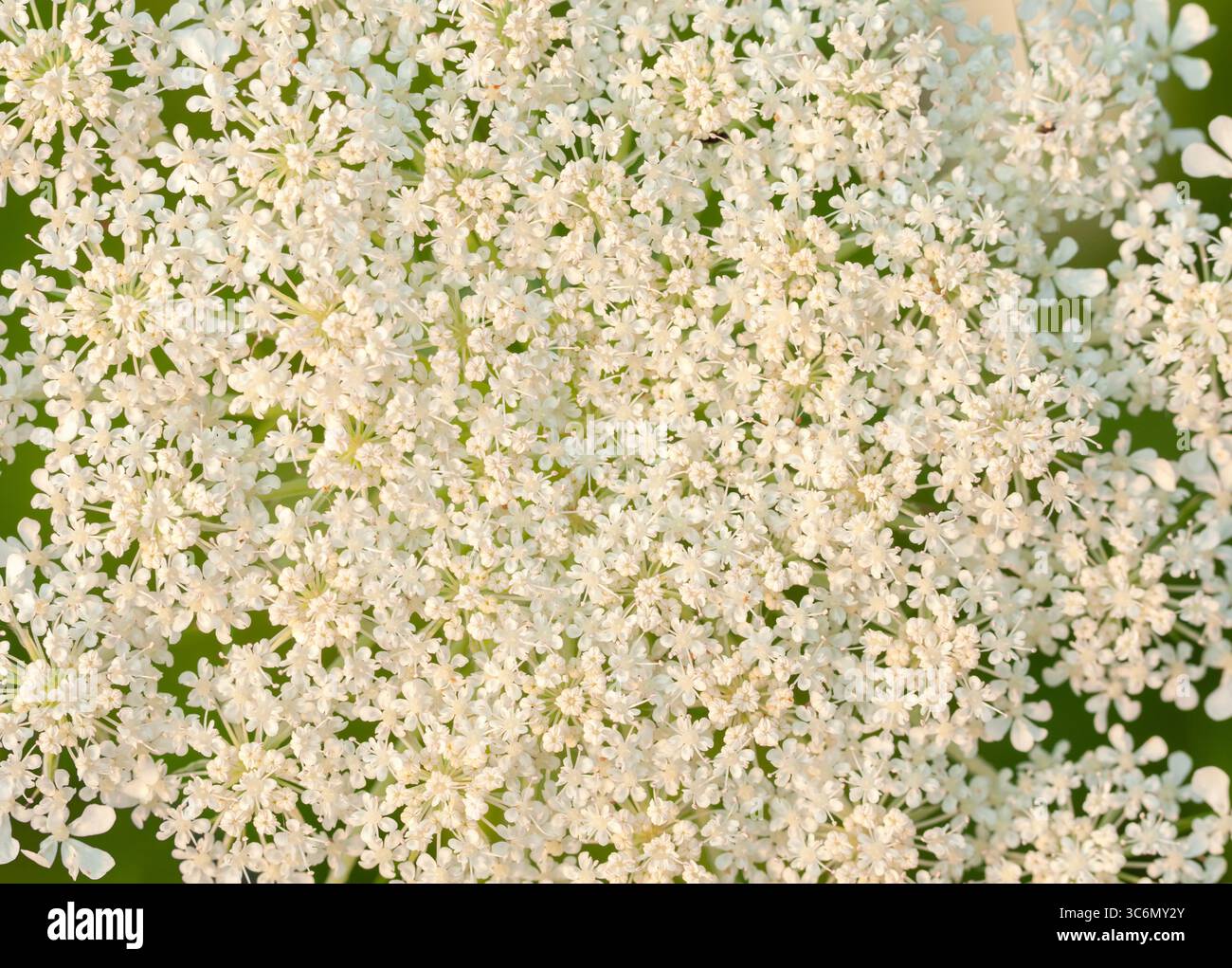 Primo piano su centinaia di piccoli fiori bianchi su sfondo floreale Foto Stock