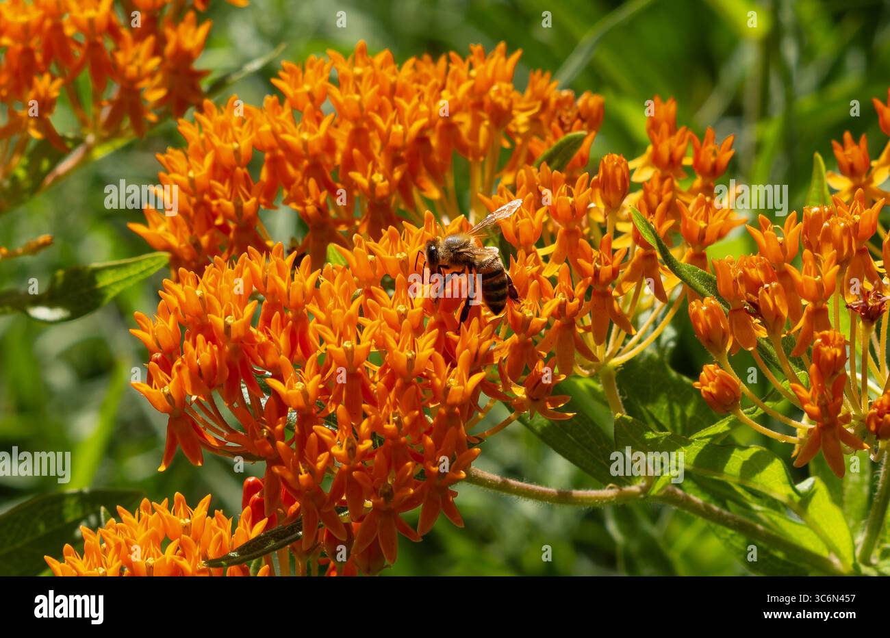 Un'ape che impollina sull'Asclepias tuberosa o l'erba farfalla una pianta di erba latta adatta agli impollinatori di colore arancione brillante. Foto Stock