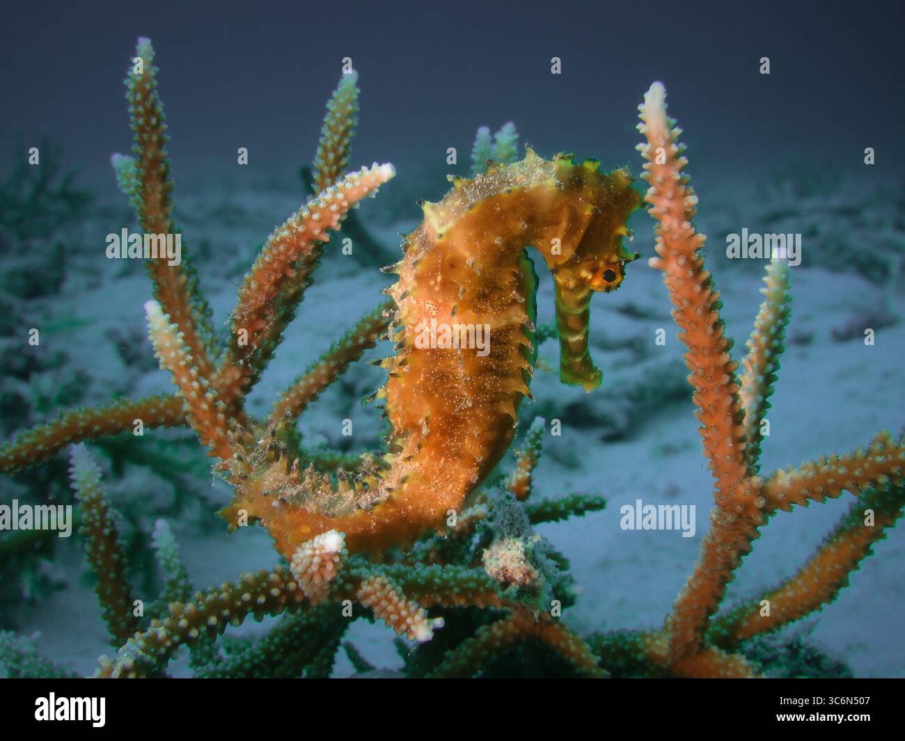 Foto in primo piano sott'acqua di un cavalluccio marino (Hippocampus sp.) aggrappato ad una struttura corallina ramificata sul fondale sabbioso. Foto Stock